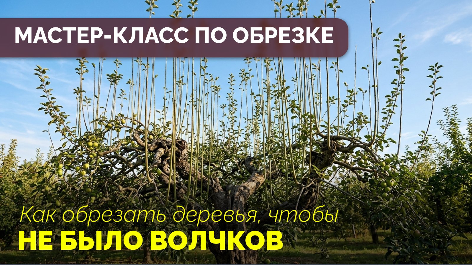 Мастер-класс по обрезке деревьев